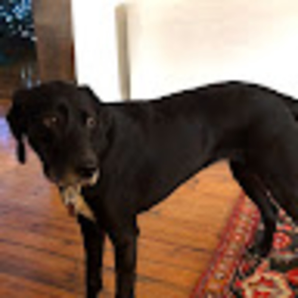 Meet your Posher, Stella